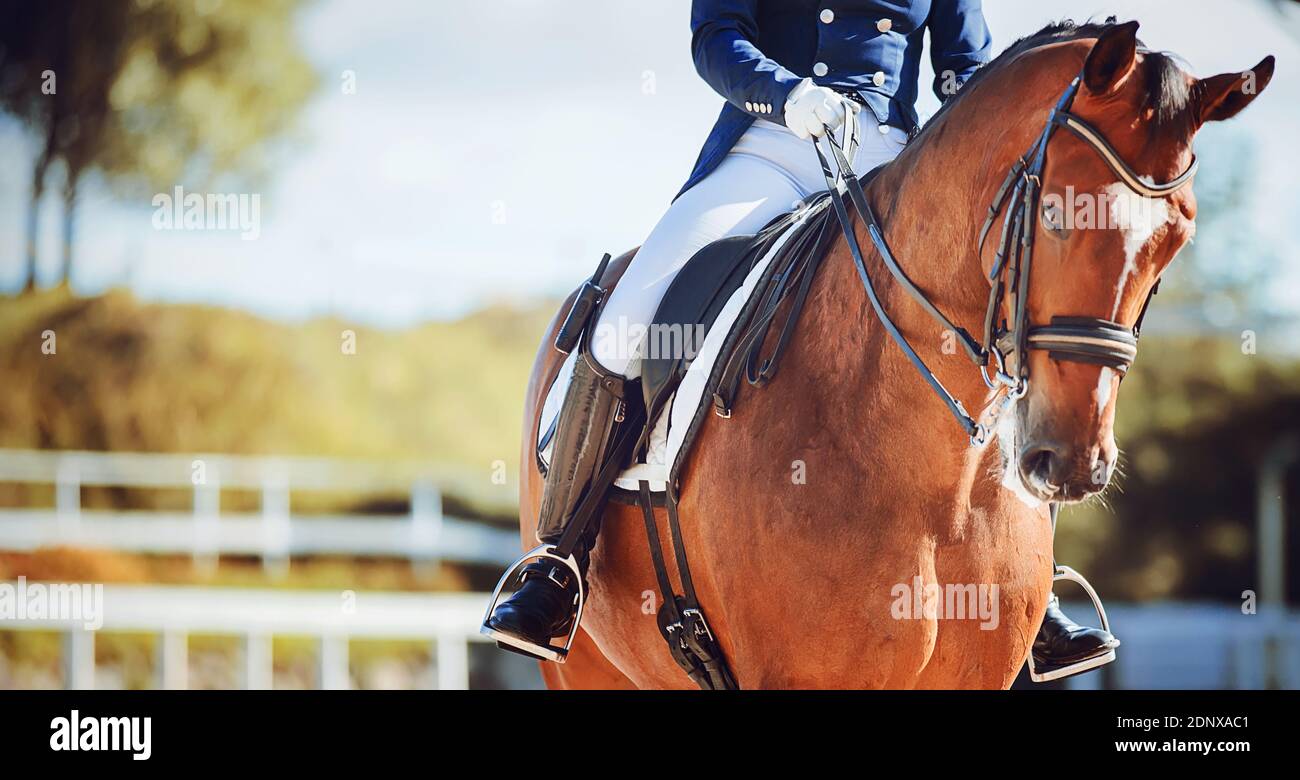 A beautiful bay horse with a rider in the saddle walks in a paddock