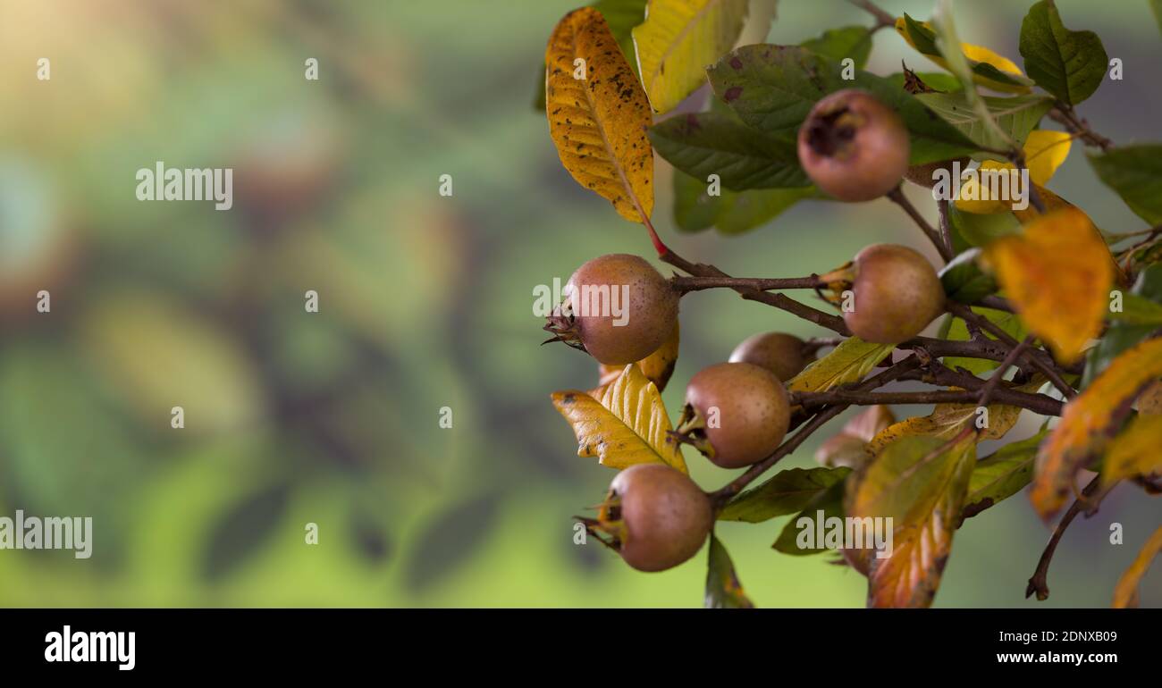 Medlar tree. Medlar berries on a tree branch. Stock Photo