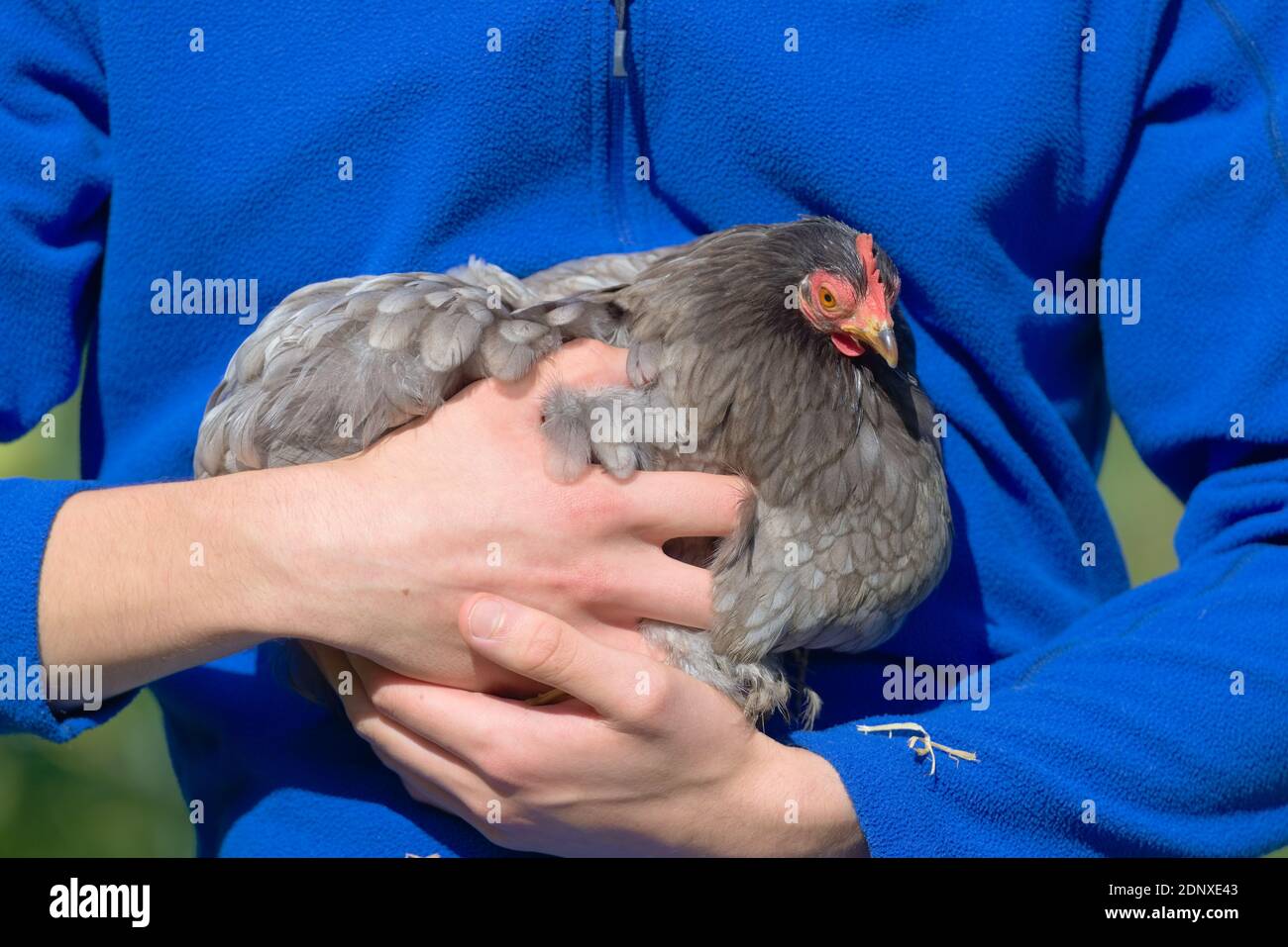 3 - Small pet hen chicken nestles into the vibrant mid blue jumper of her owner. Piece of straw on sleeve, and young hands and arms. Sunlit outdoors. Stock Photo