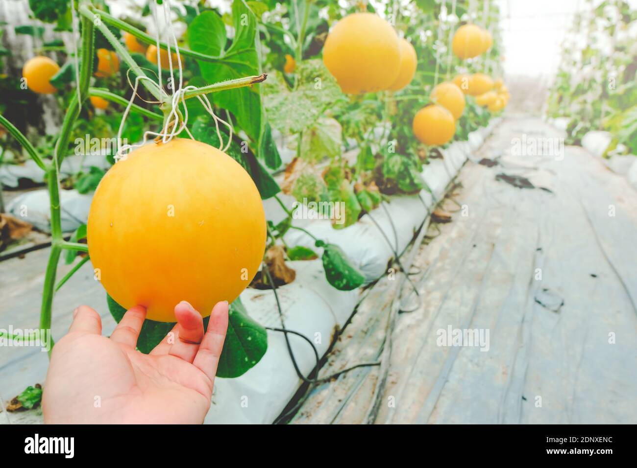 Hand melon farm hires stock photography and images Alamy