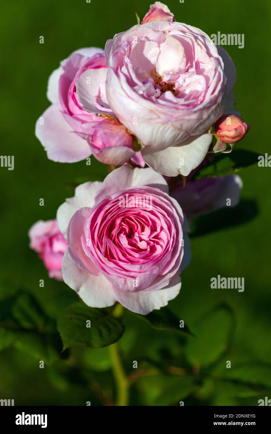 Pink white open garden rose blooming, vertical shot Stock Photo - Alamy