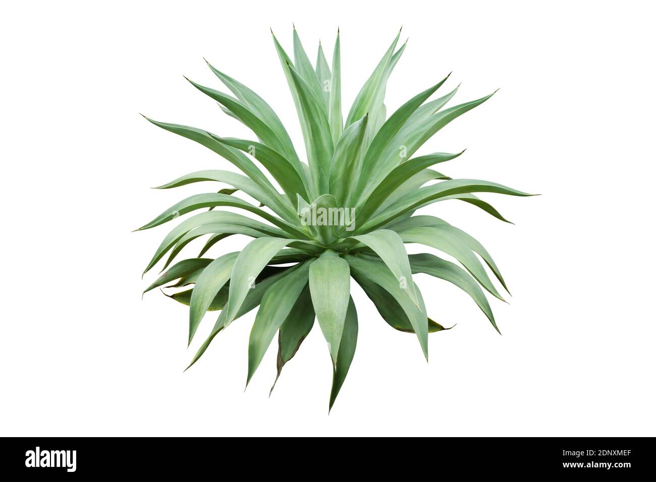 Agave Plant Isolated on White Background Stock Photo - Alamy