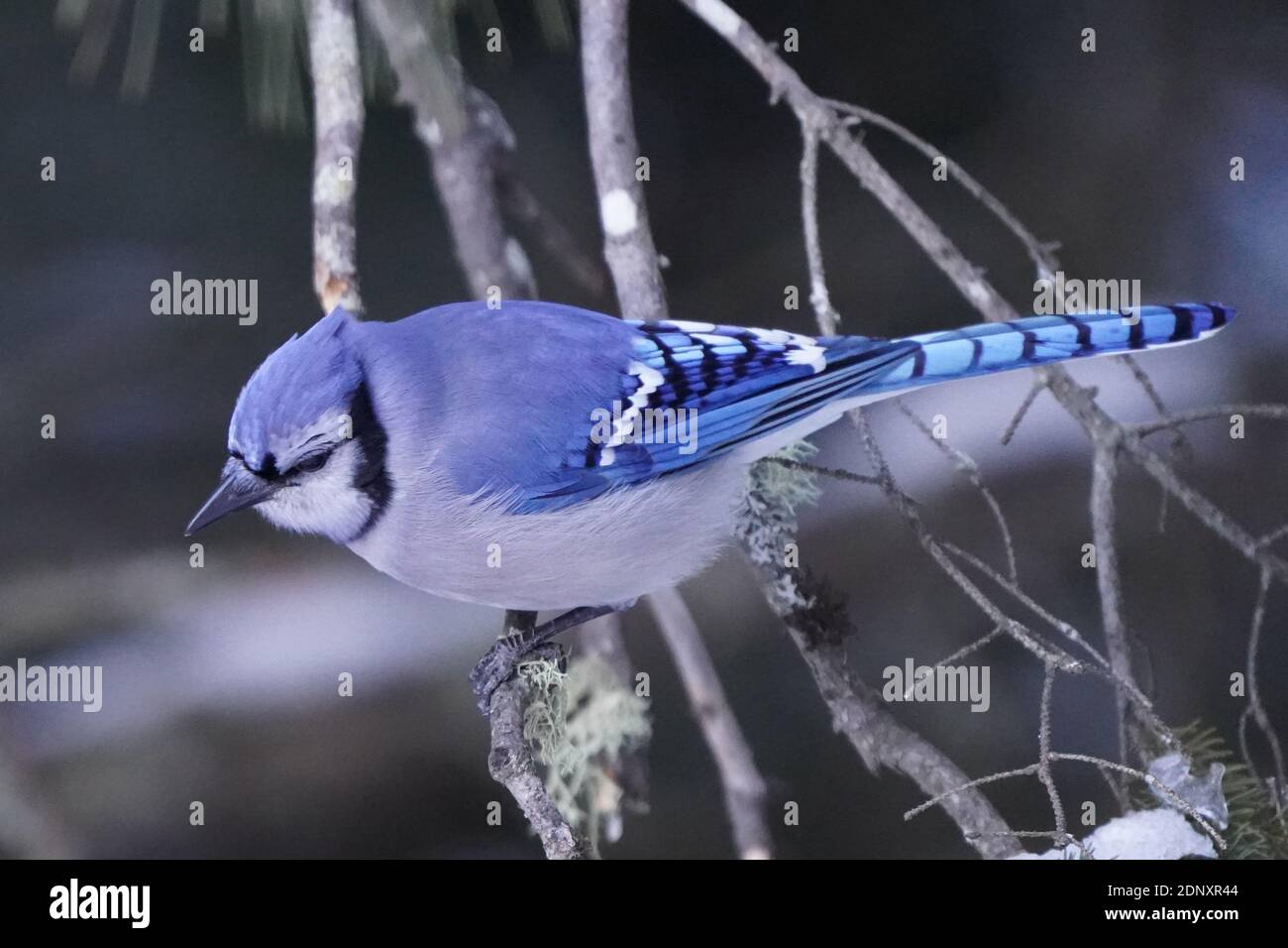 Wild blue jay Black and White Stock Photos & Images - Alamy