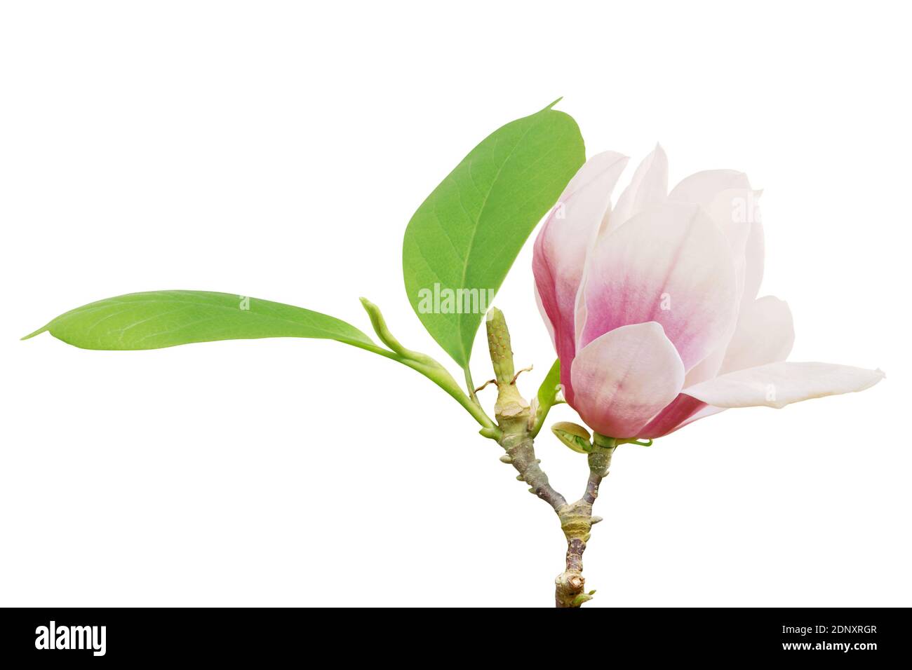 Blooming Pink Magnolia Flower with Green Leaves Isolated on White ...