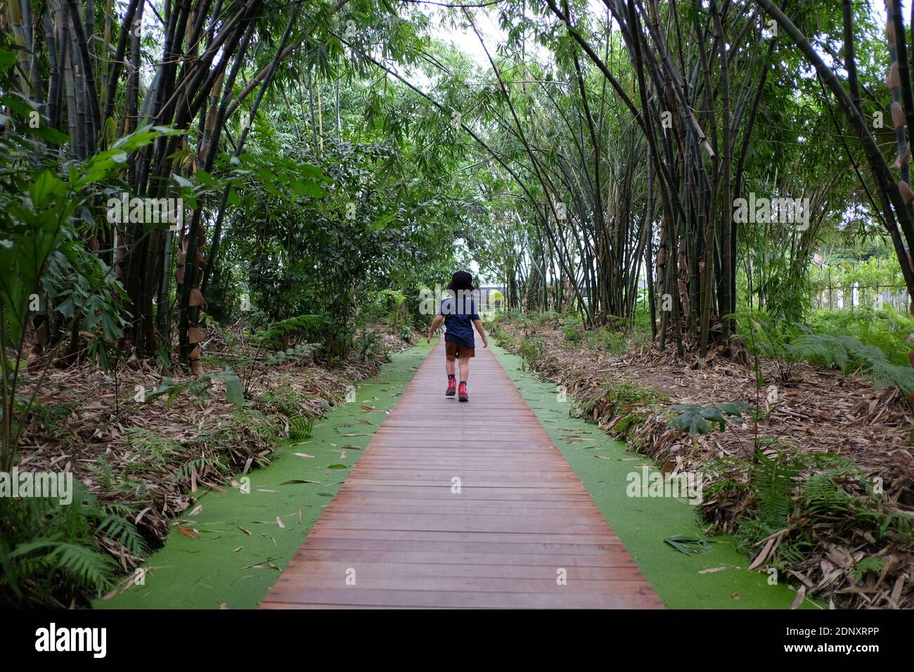 Rear View Of Girl Walking On Footpath Amidst Trees In Forest Stock Photo