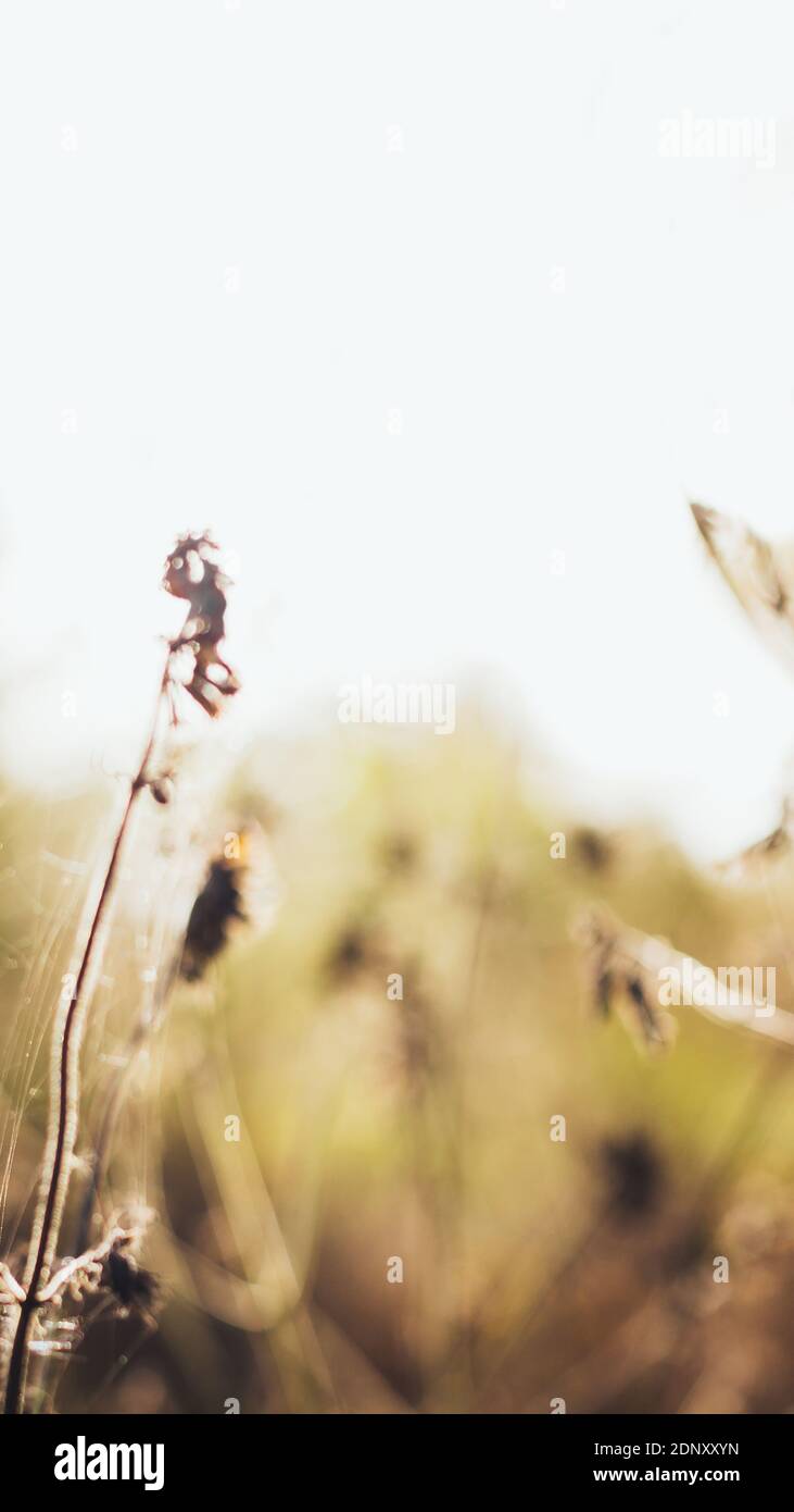 Nature background with blurred yellow field and dry flowers in smartphone  stories format, mobile wallpaper, place for text Stock Photo - Alamy