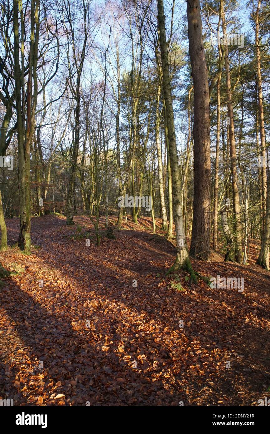 Cheshire woodland walk hi-res stock photography and images - Alamy