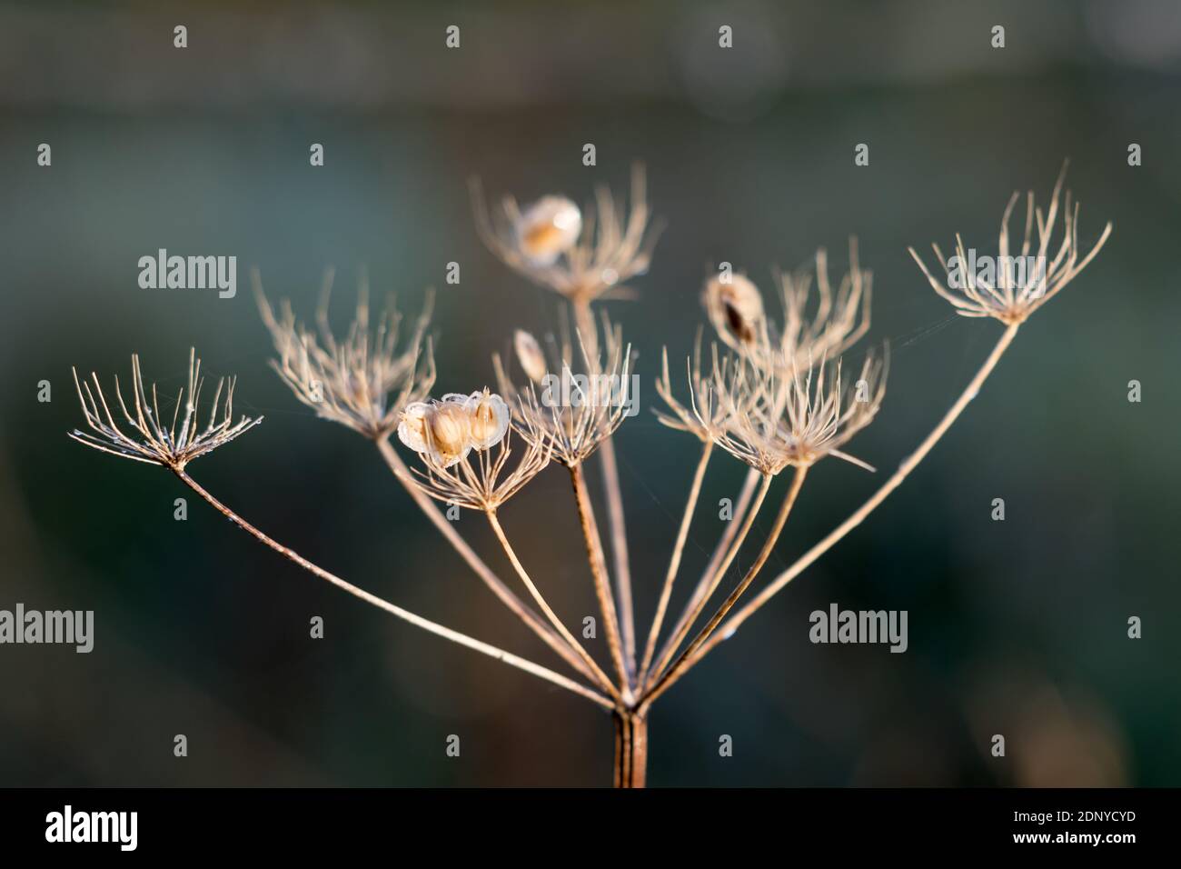 Dead Cow Parsley illuminated by early morning winter sunshine Stock Photo