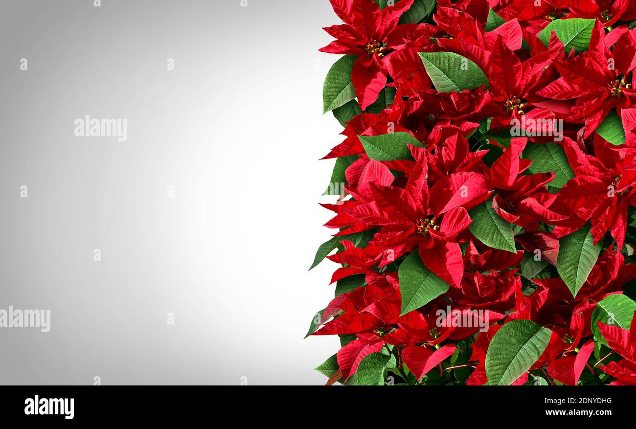 Poinsettia border design as red and green Christmas floral vertical element as floral plants from central america and Mexico representing a festive tr Stock Photo