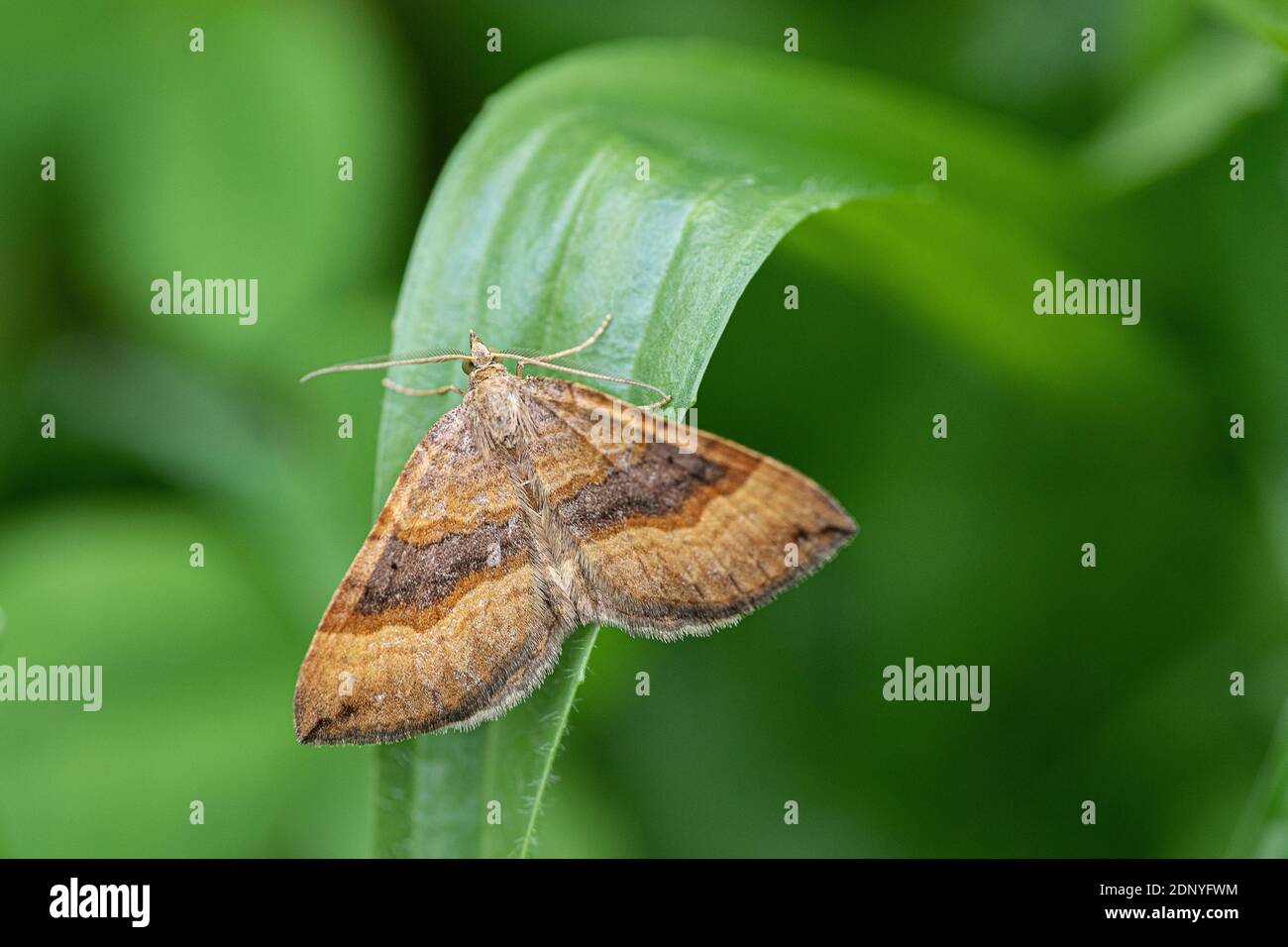 Shaded Broad-bar Moth Stock Photo