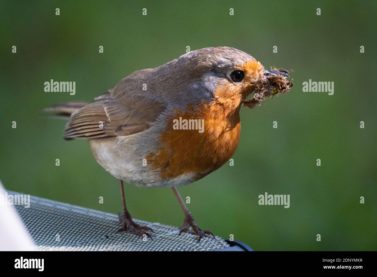 A robin just catches the light as it pauses from gathering materials for nest building in the spring Stock Photo