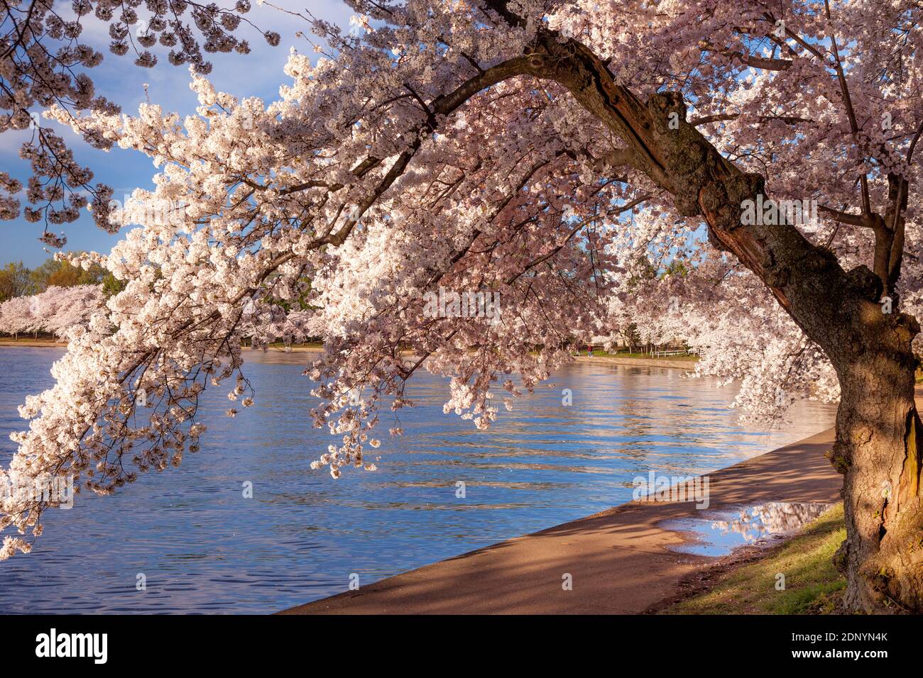 Japanese Cherry Tree Blossoms around the Jefferson Memorial Tidal Basin