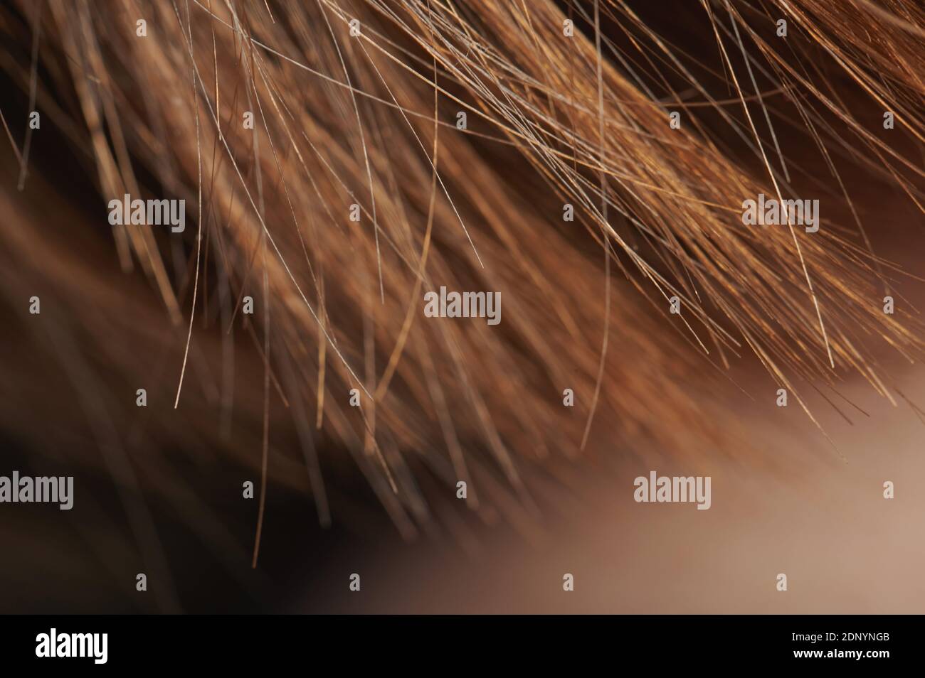 Brown hair ends macro close up view. Healthy hair theme Stock Photo Alamy