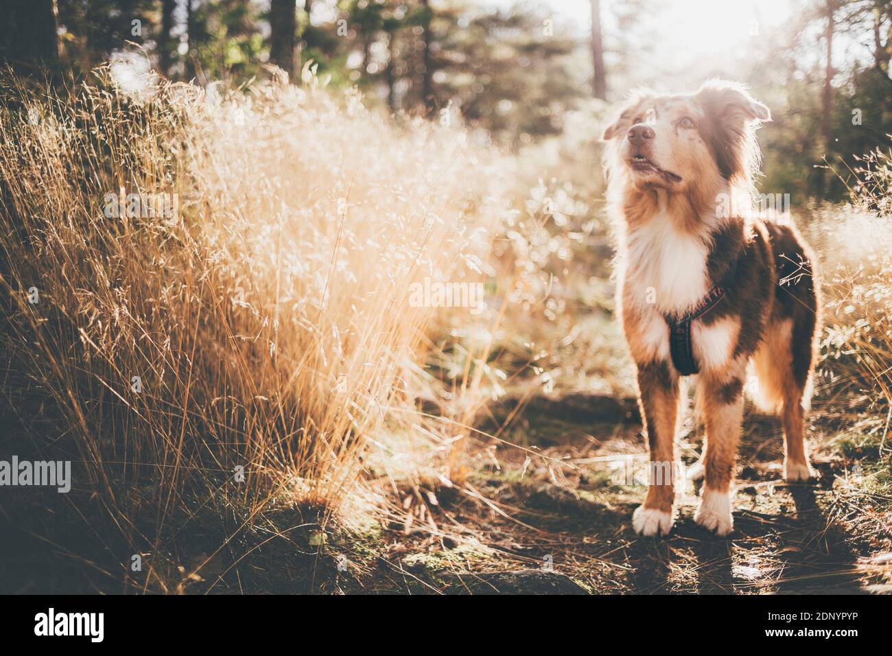 Dog looking away Stock Photo Alamy