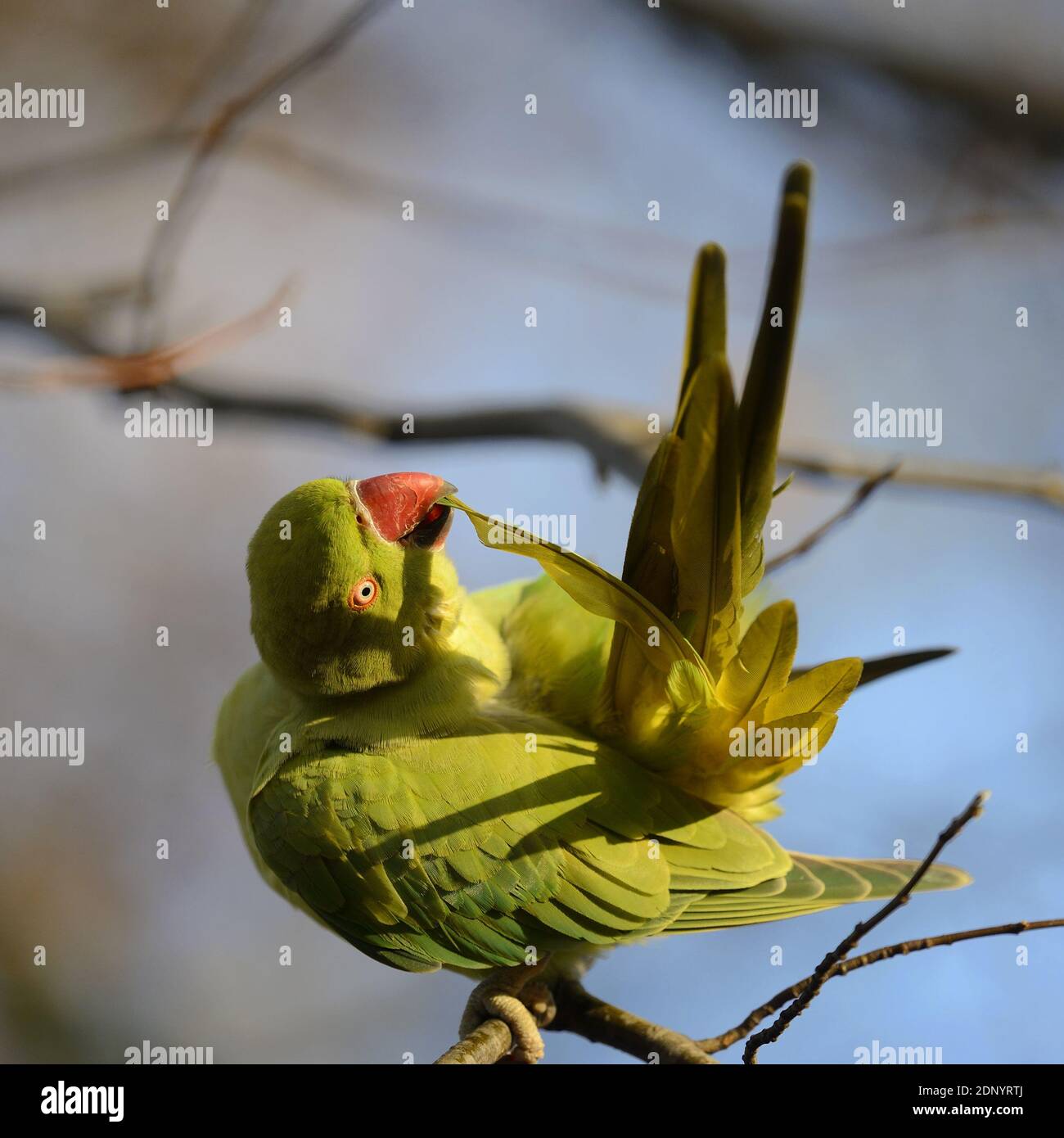 Ring-Necked Parakeet / Indian Rose-Ringed Parakeet (Psittacula krameri) preening in St James's Park, London, December Stock Photo