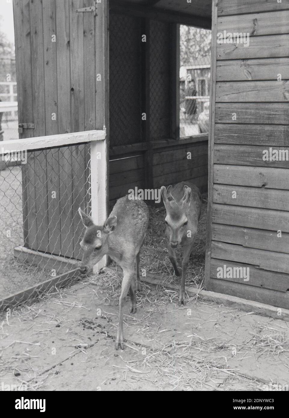 1969, historical, two young fawns, a mle and female, coming out of their enclosure at Flamingo Park Zoo, England, UK. Stock Photo