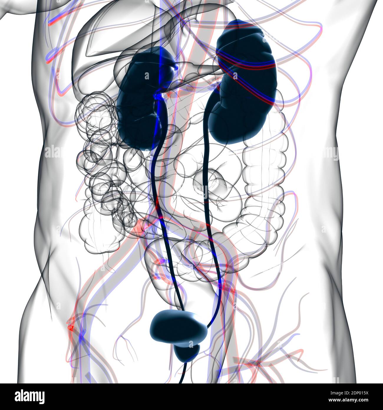 Human Urinary System Kidneys with Bladder Anatomy For Medical Concept ...