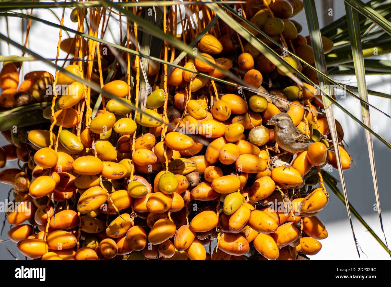 African Oil Palm Tree Fruit High Resolution Stock Photography and