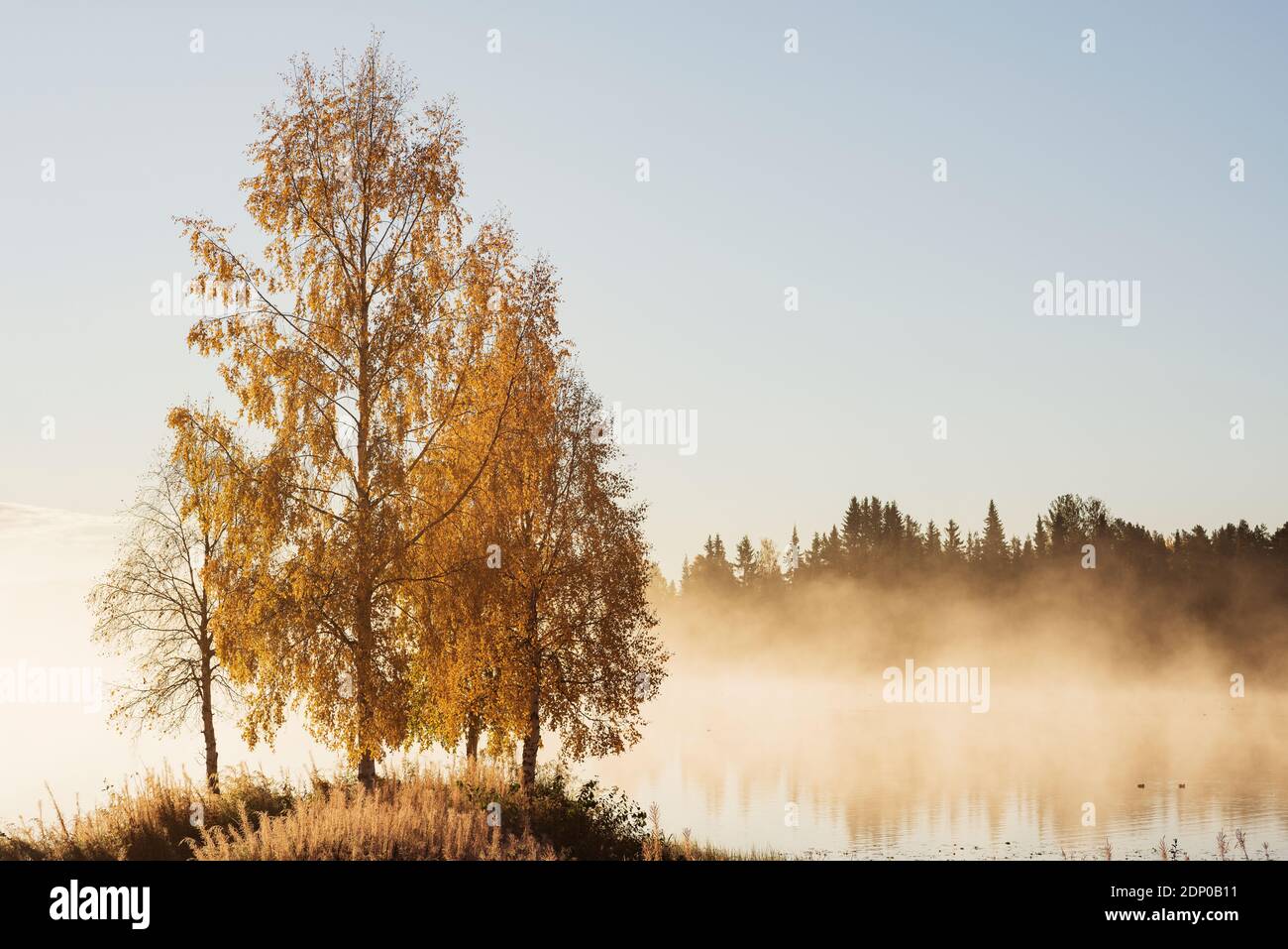 Autumn trees at lake Stock Photo