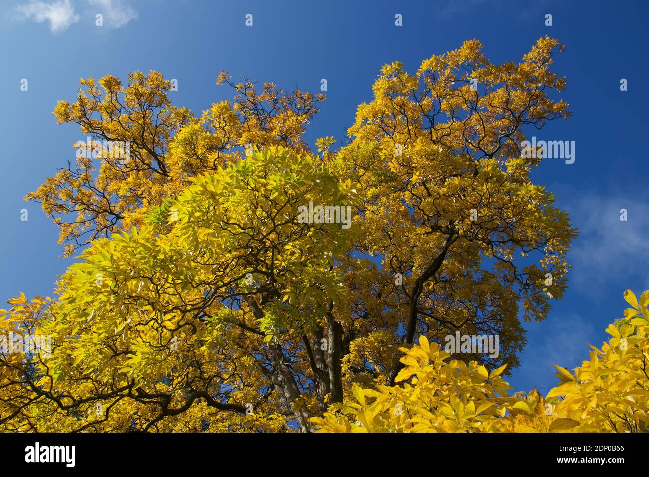 Autumn colours at Westonbirt Stock Photo