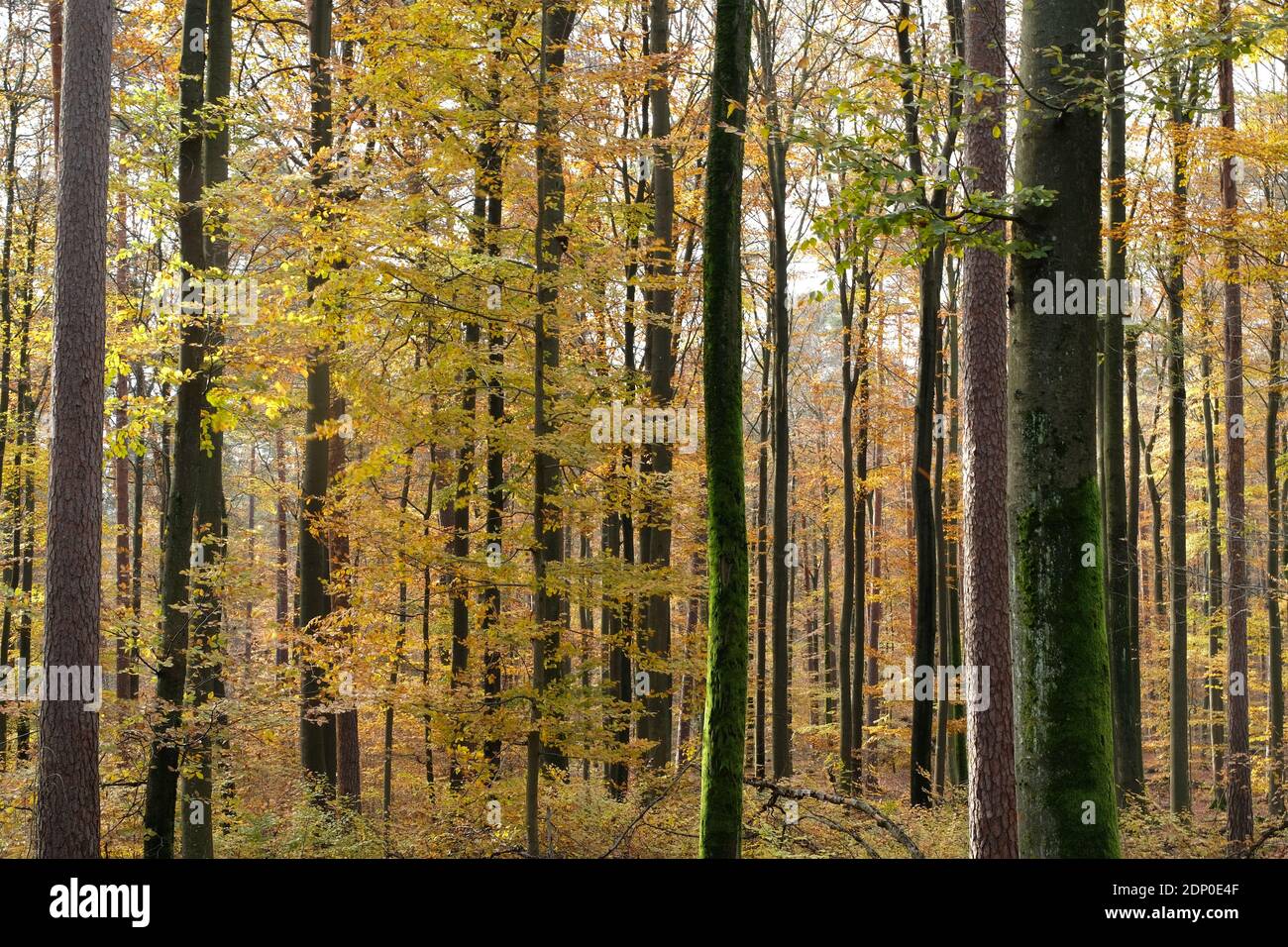 Close Uo Mixed Coniferous Forest. Broadleaf Trees And Tree Trunks With Autumn Colour Background. Stock Photo