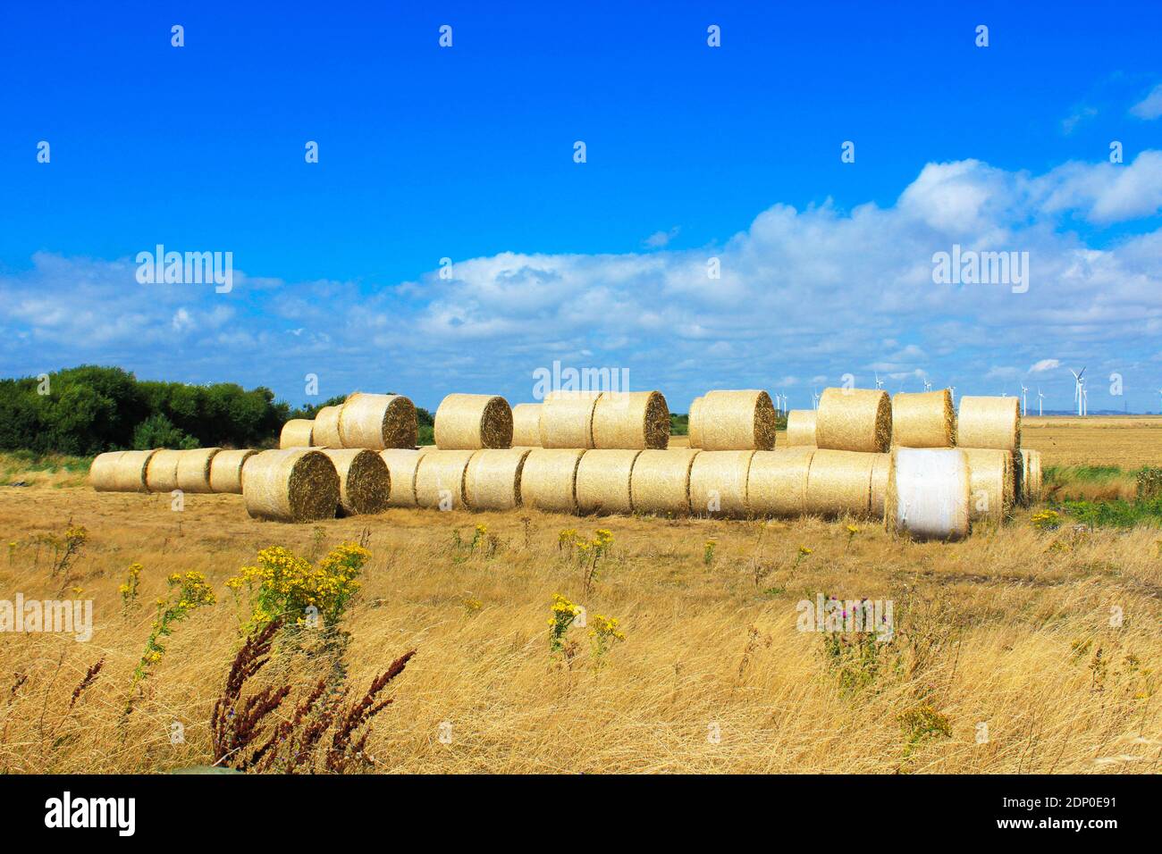 Wheat straw bales after harvest in a field at Romney Marsh.Romney Marsh