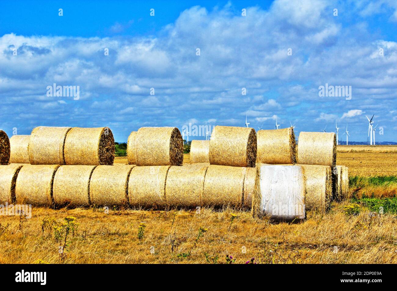 Wheat straw bales after harvest in a field at Romney Marsh.Romney Marsh