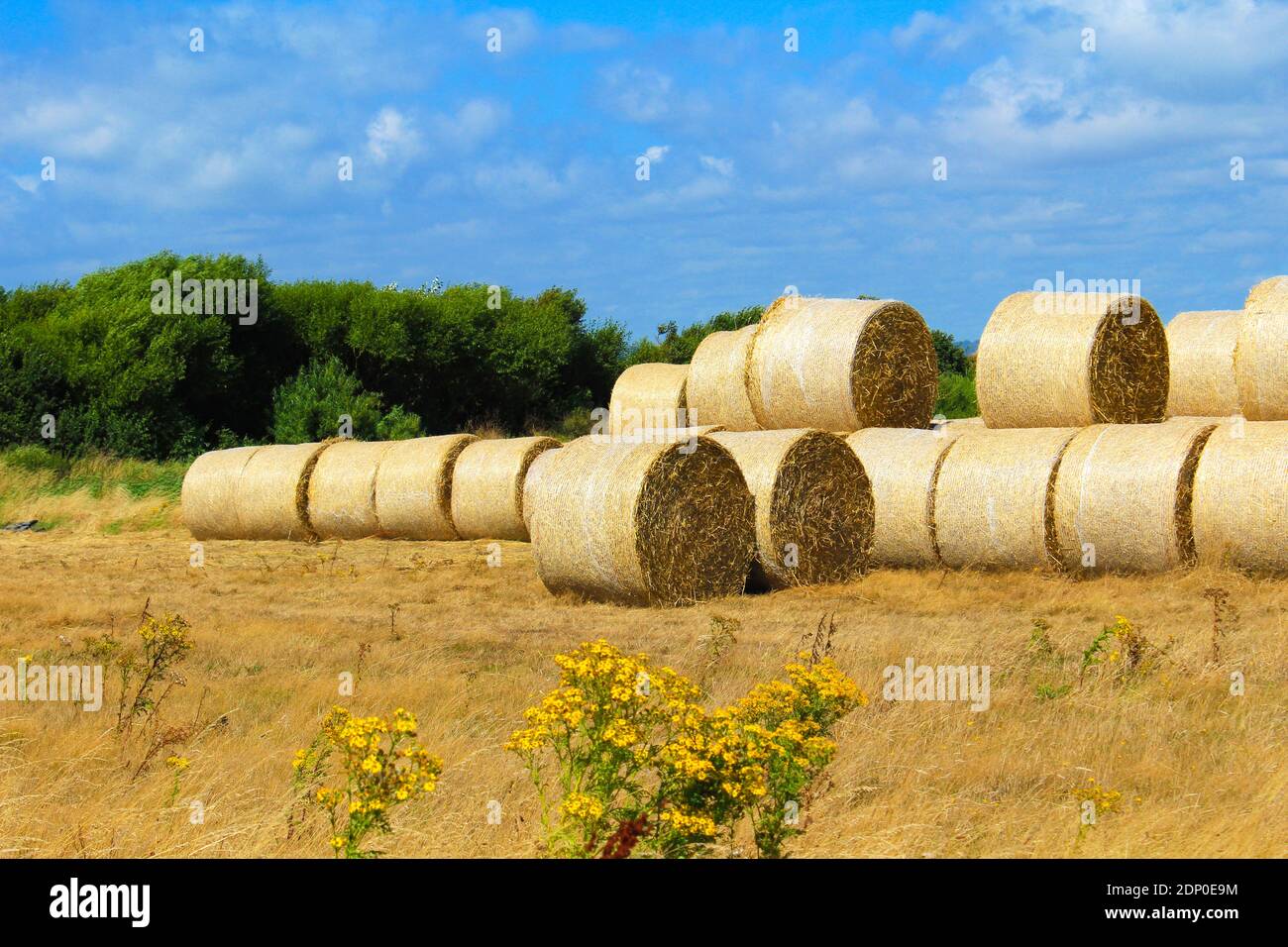 Wheat straw bales after harvest in a field at Romney Marsh.Romney Marsh