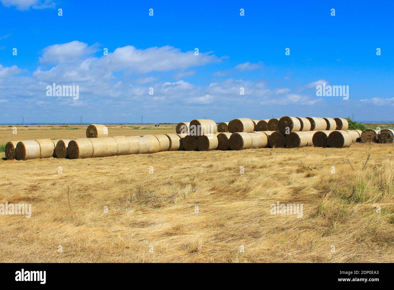 Wheat straw bales after harvest in a field at Romney Marsh.Romney Marsh
