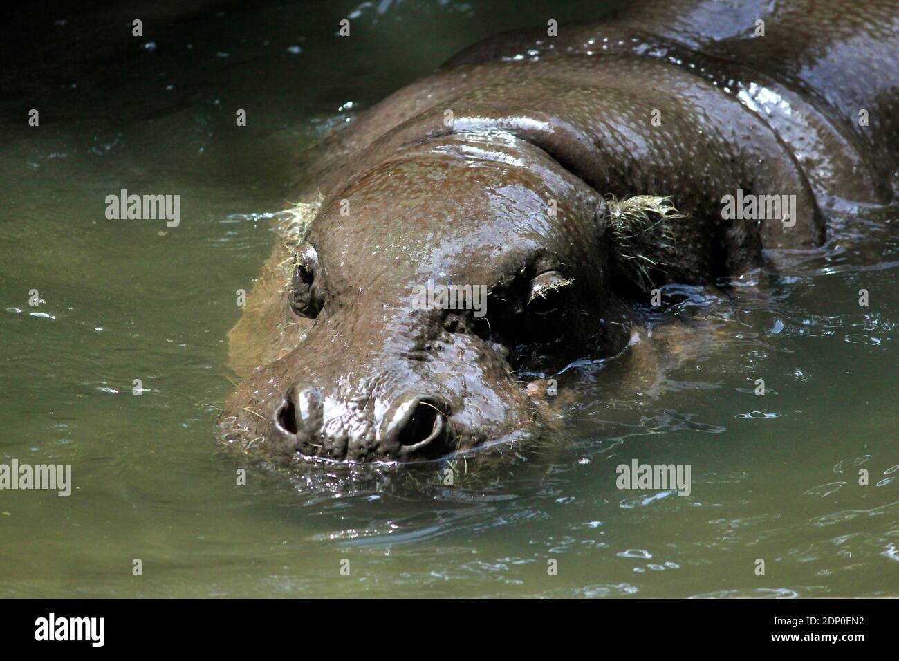 A Hippopotamus, A Large Omnivorous Animal, Drowning Its Body In A Puddle Of Water Stock Photo - Alamy A Hippopotamus, A Large Omnivorous Animal, Drowning Its Body In A Puddle Of Water Stock Photo - Alamy