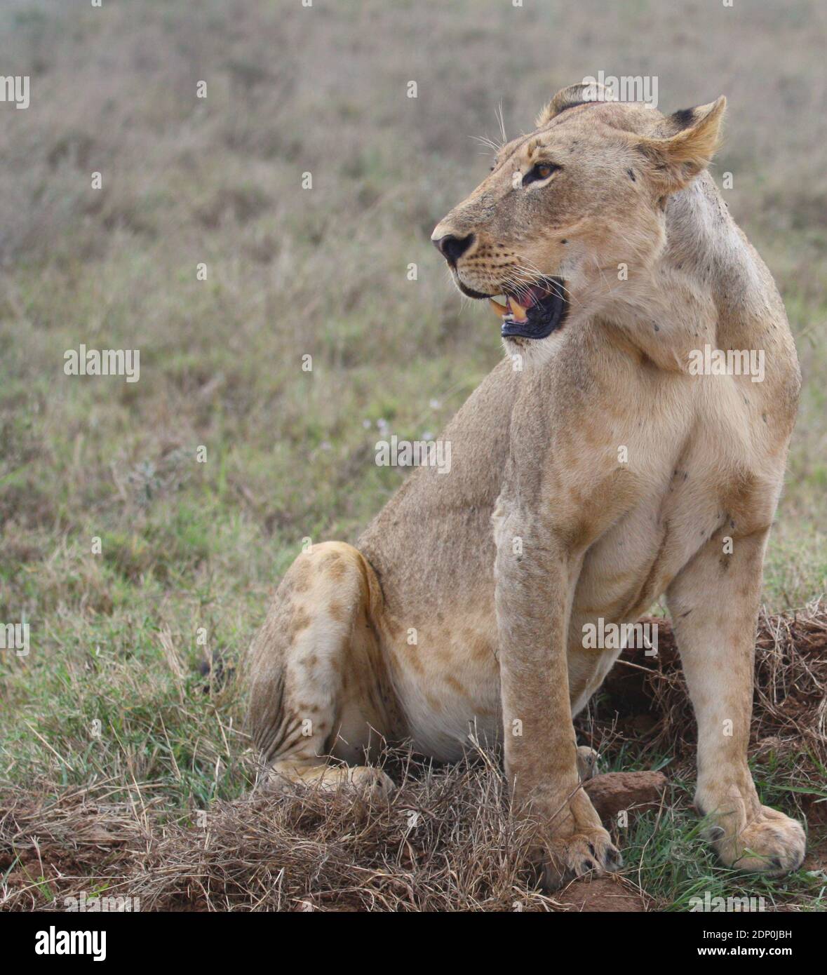 portrait of lioness sitting alert and watching for prey in the wild Nairobi National Park, Kenya Stock Photo