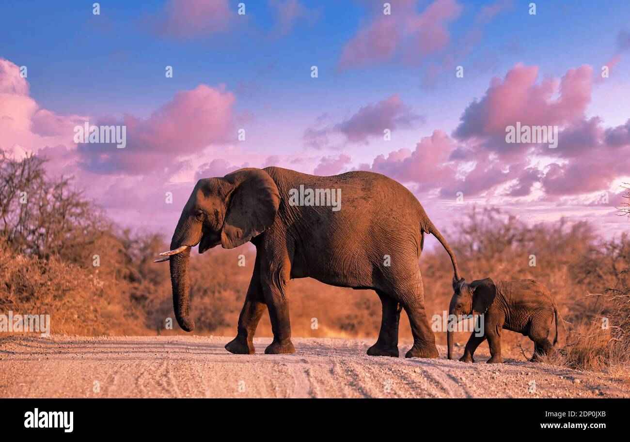 elephant and a baby crossing the street at Kruger NP, south afr Stock Photo