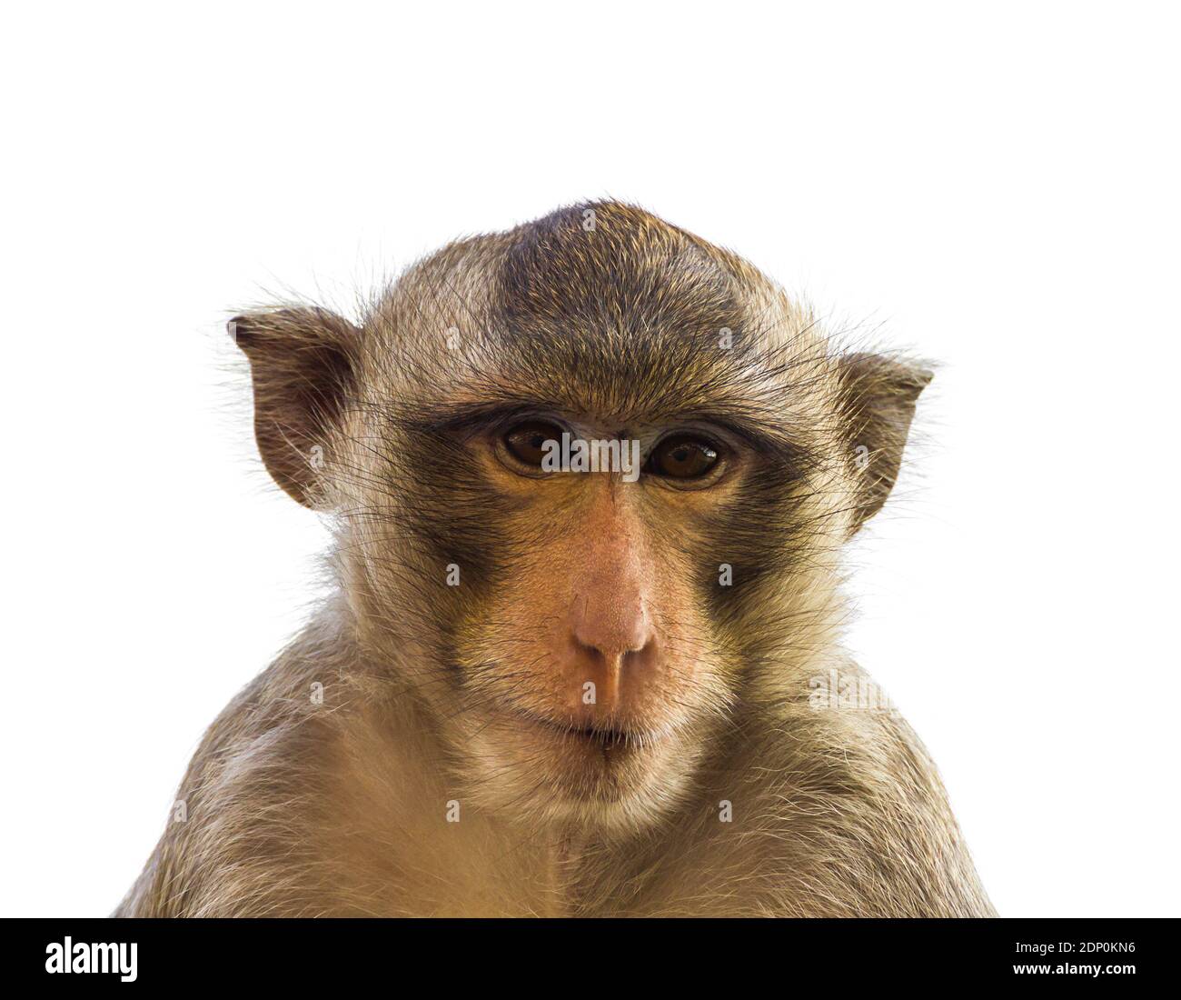 Portrait Of Monkey Against White Background Stock Photo - Alamy