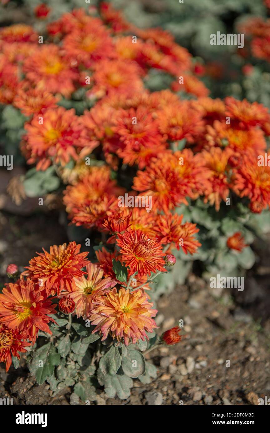 orange chrysanthemums on a blurry background. In autumn, beautiful bright chrysanthemums bloom luxuriantly in the garden. Garden plants of different v Stock Photo