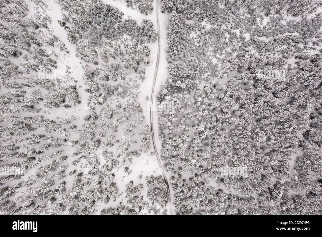 Aerial view of a snowy pine forest and road , hiking path Stock Photo ...