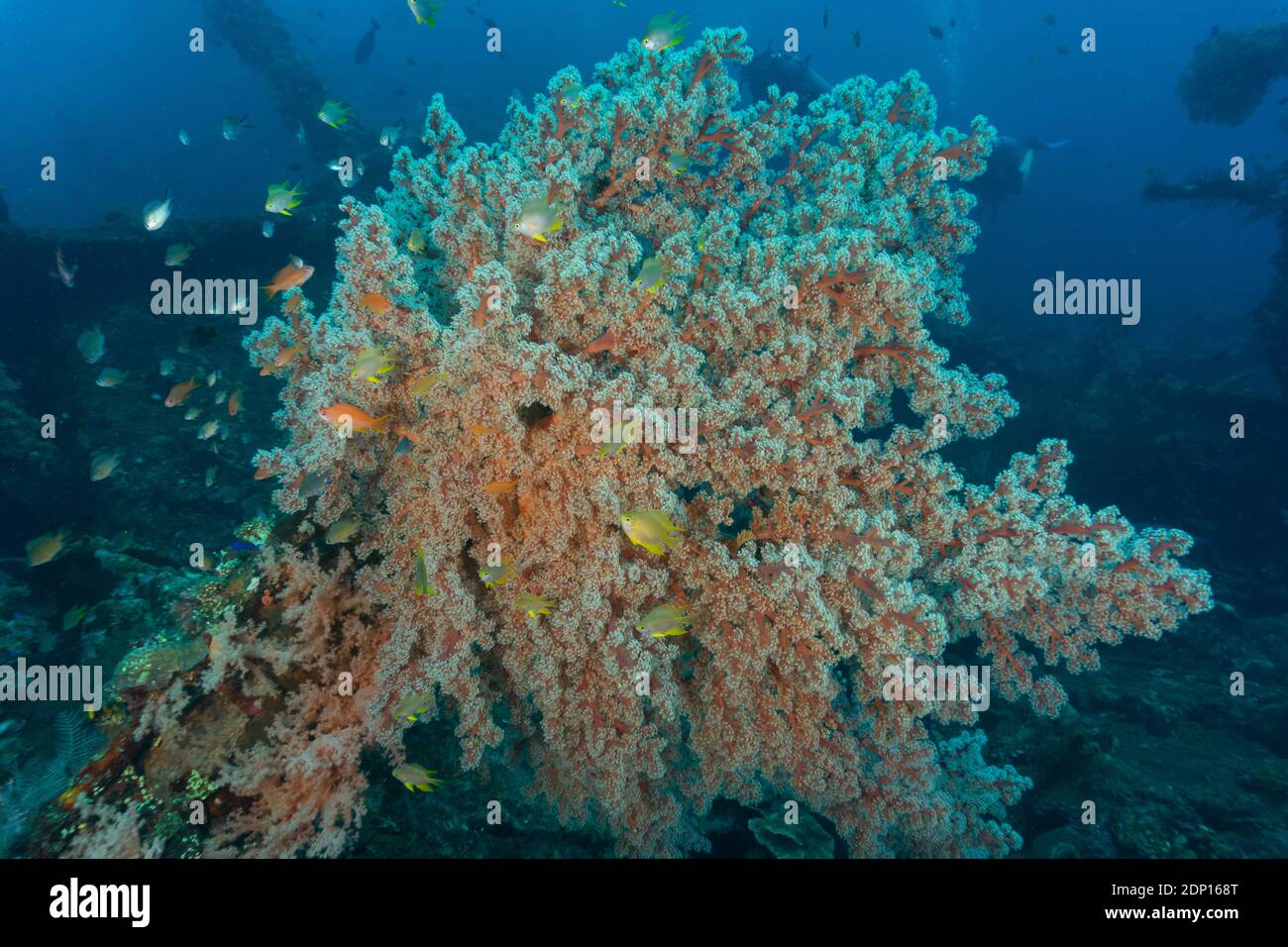 Colourful Soft Coral in Bali's Underwater World (Photographed during ...