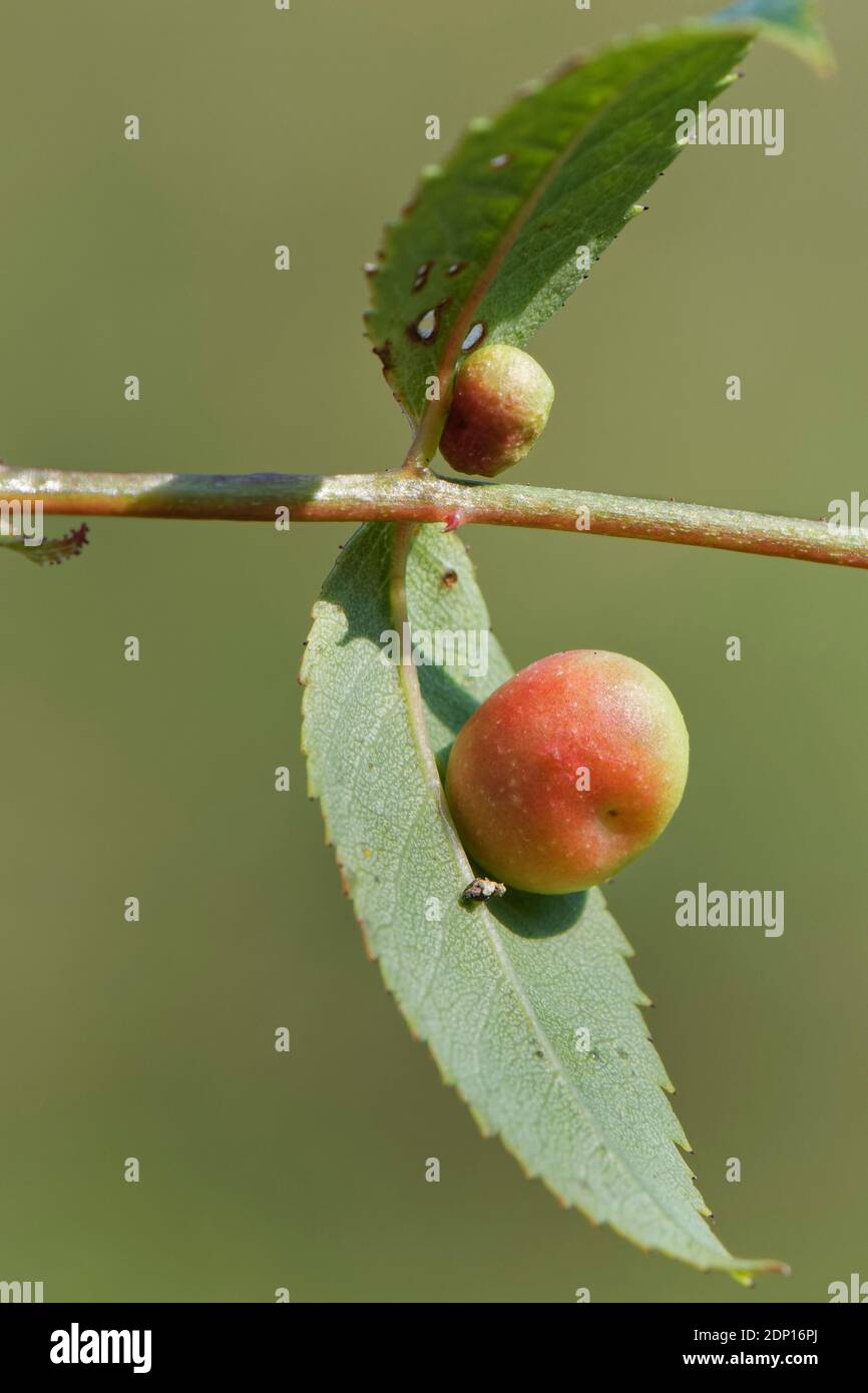 Smooth rose pea gall caused by a Cynipid gall wasp (Diplolepis nervosa or Diplolepis eglanteriae) on Dog rose (Rosa canina) stem, Wiltshire, UK. Stock Photo