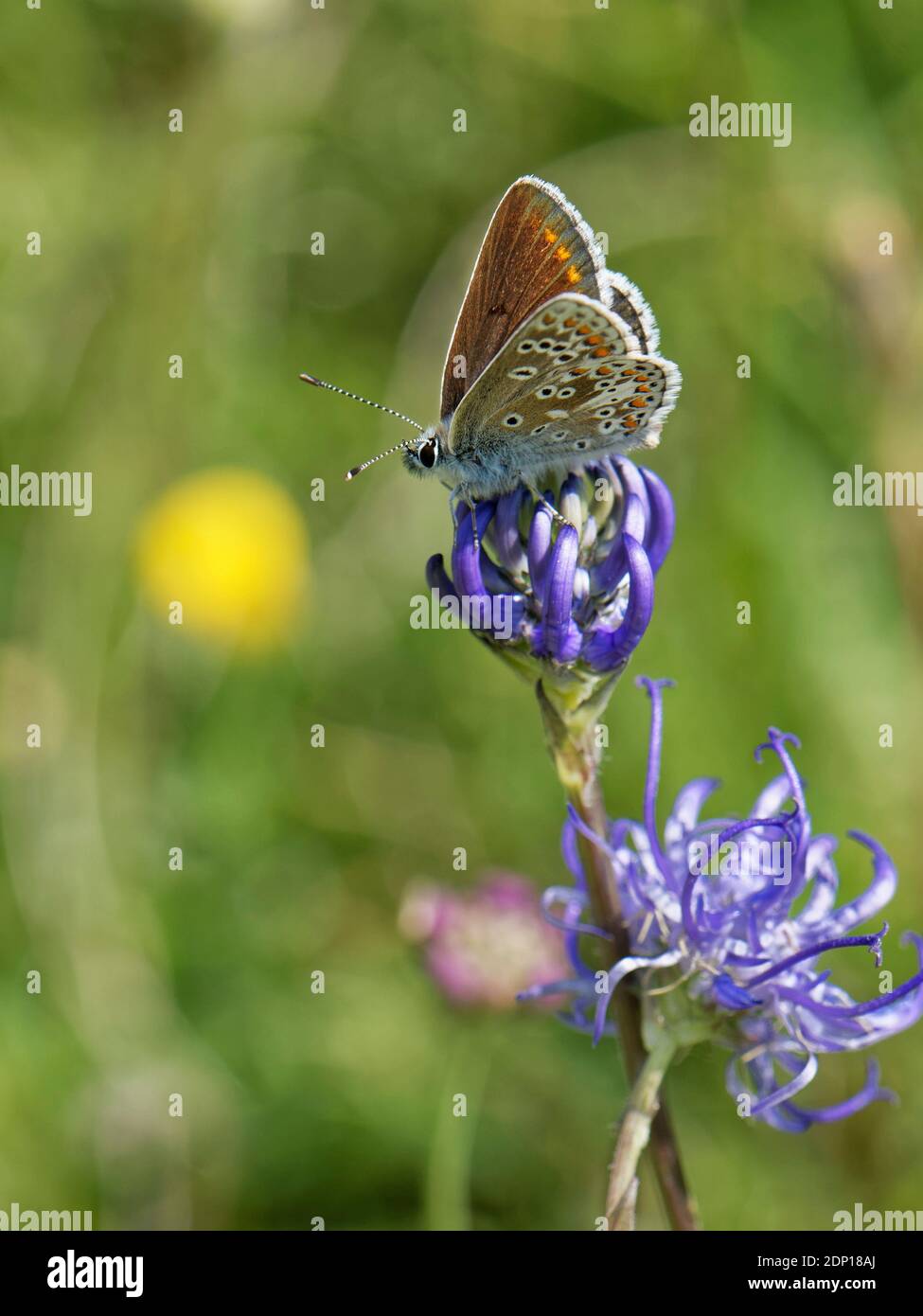 Brown argus butterfly (Aricia agestis) nectaring on a Round-headed rampion (Phyteuma orbiculare) on a chalk grassland down, Wiltshire, UK, July. Stock Photo