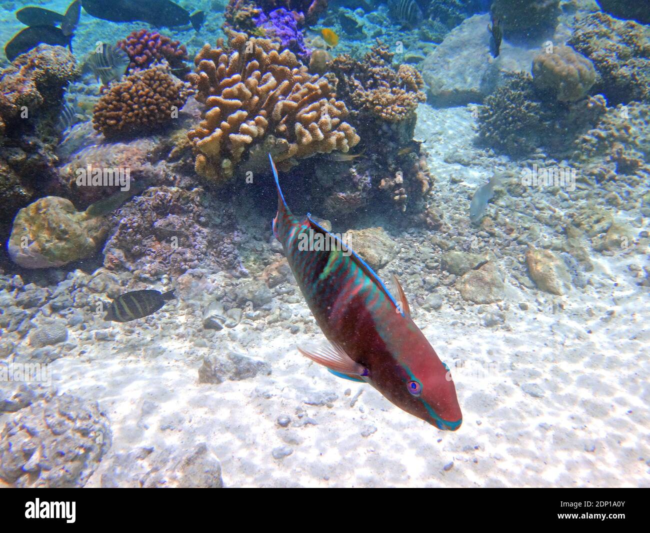 Underwater view of a multicolor parrotfish in the Bora Bora lagoon ...