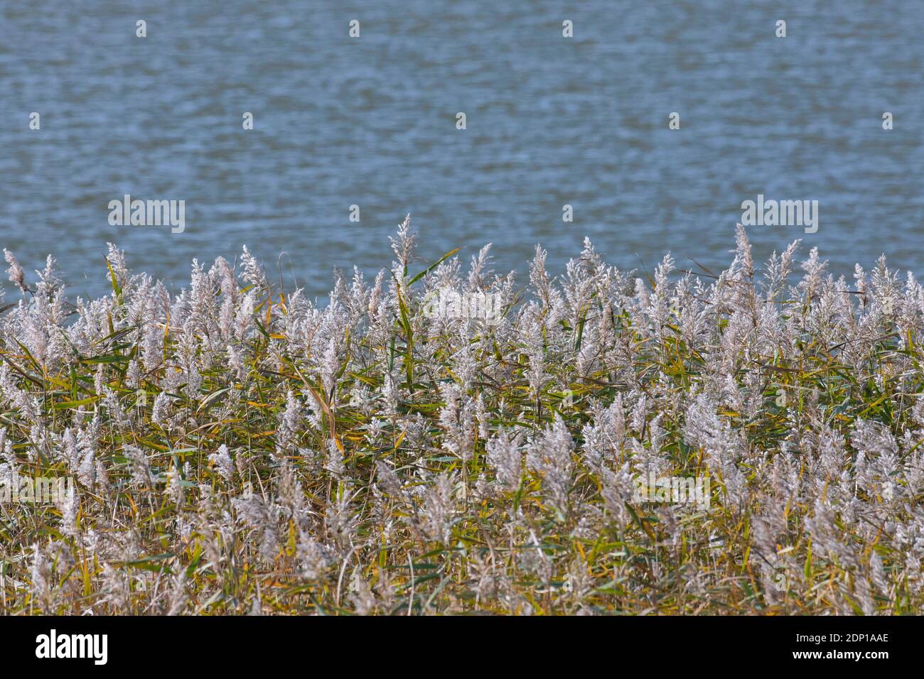 Panicles of common reed (Phragmites australis / Phragmites communis) in reedbed / reed bed at lake's water's edge in autumn Stock Photo