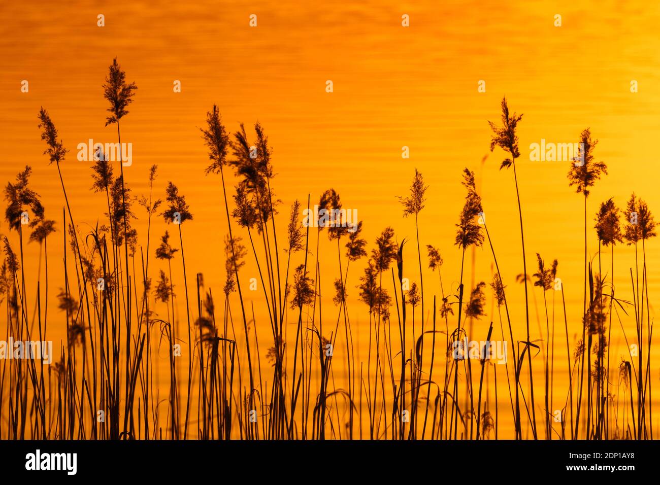 Panicles of common reed (Phragmites australis / Phragmites communis) in reedbed / reed bed silhouetted against sunset in spring Stock Photo