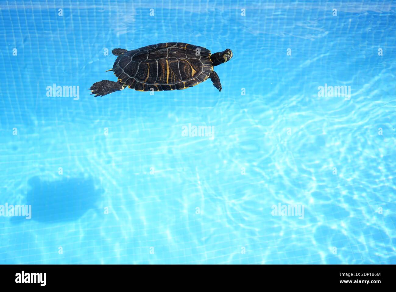 Water turtle swimming on a blue swimming pool Stock Photo Alamy