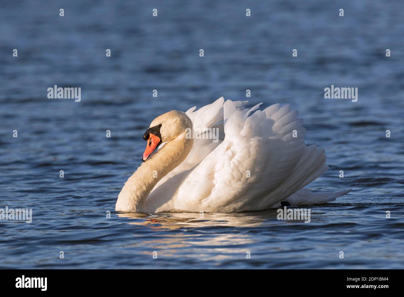 Territorial mute swan (Cygnus olor) dominant male showing aggressive posture with wings half raised, called busking, while swimming in lake in spring Stock Photo