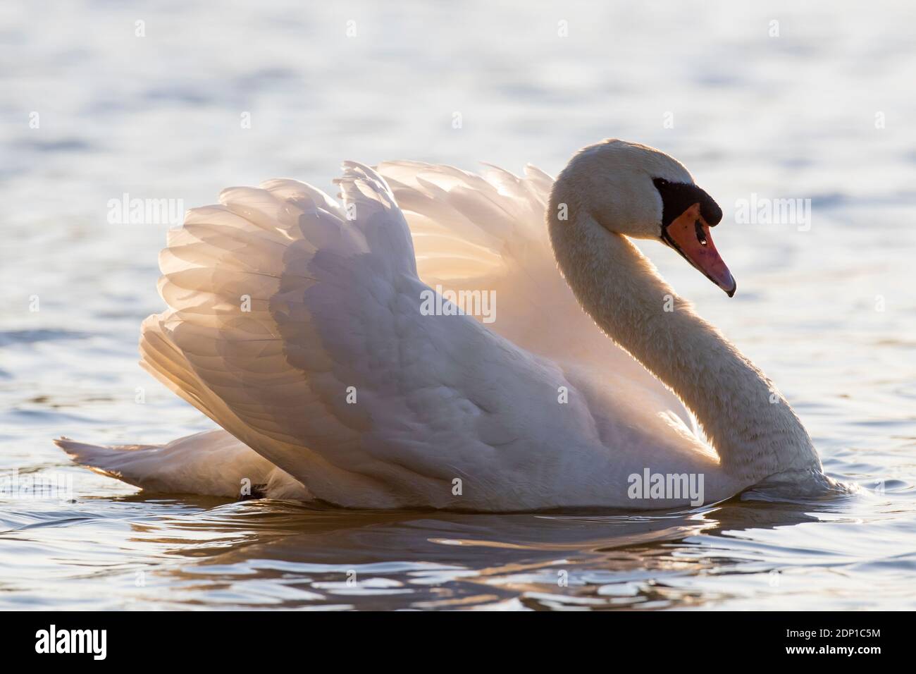 Territorial mute swan (Cygnus olor) dominant male showing aggressive