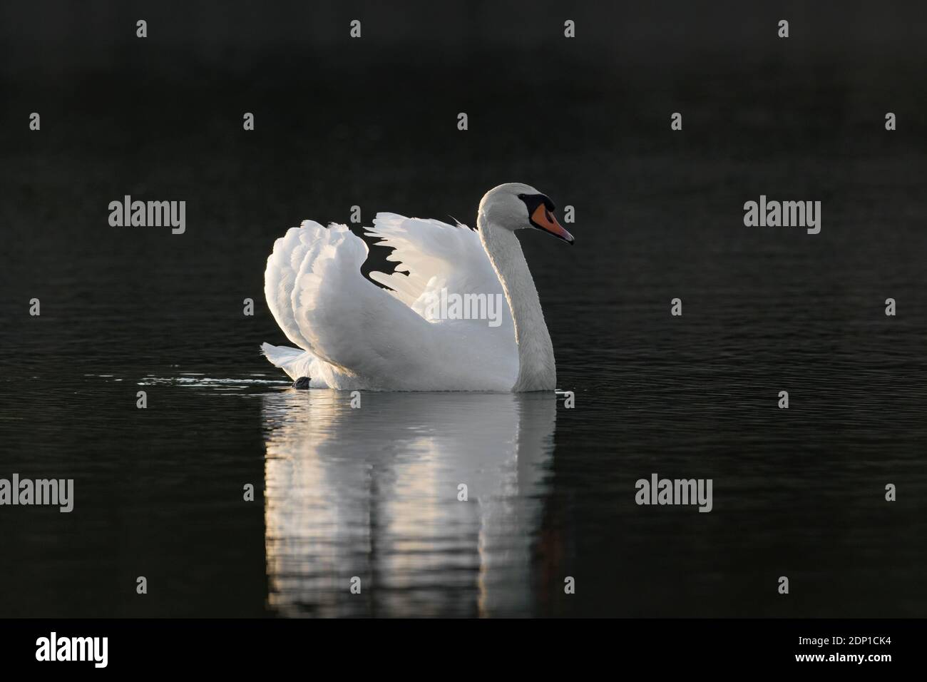 Territorial mute swan (Cygnus olor) dominant male showing aggressive posture with wings half raised, called busking, while swimming in lake in spring Stock Photo