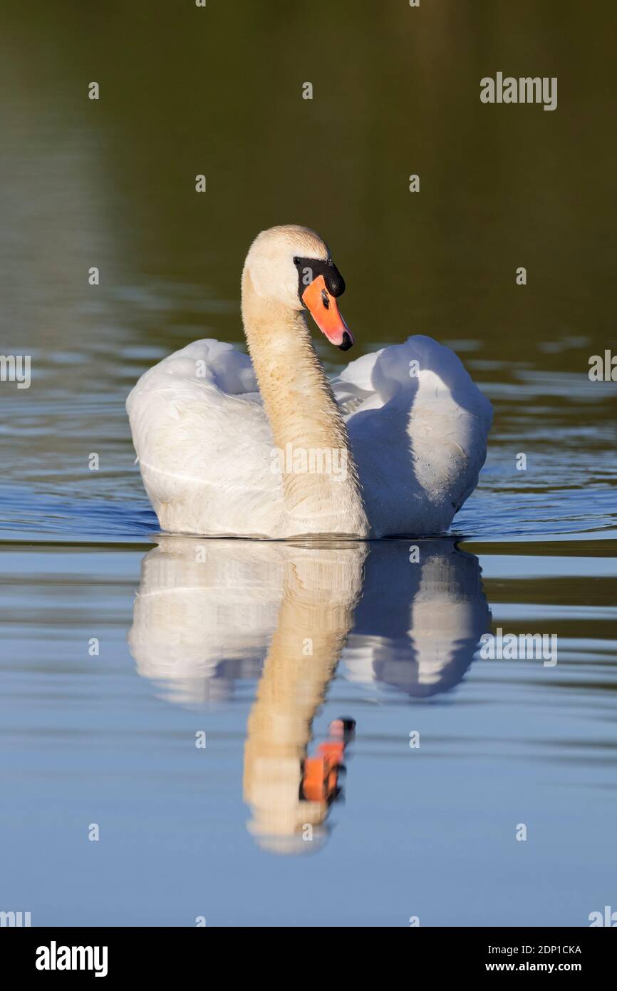 Territorial mute swan (Cygnus olor) dominant male showing aggressive