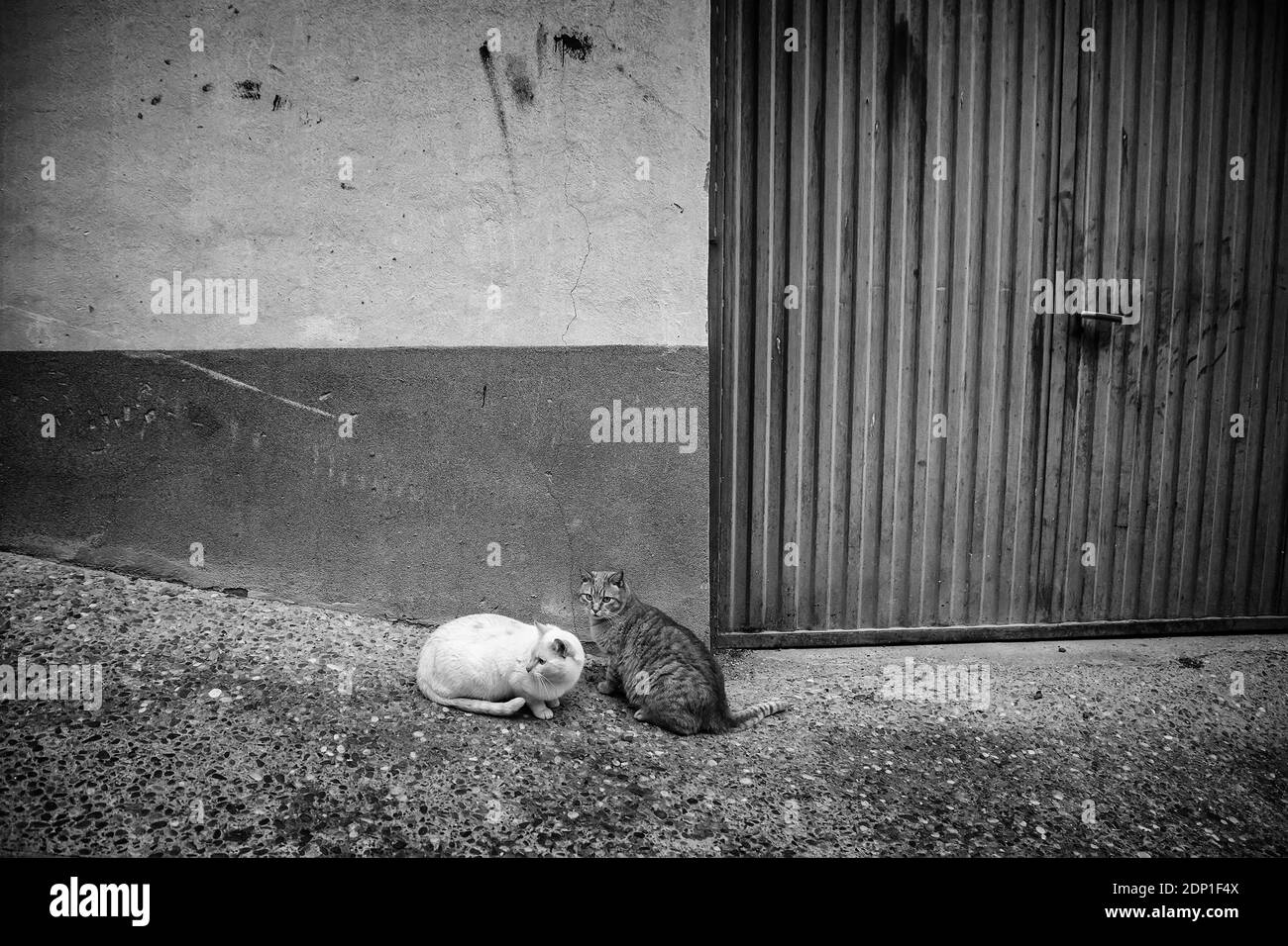 Feline mammal animal abandoned on a street in Spain Stock Photo - Alamy