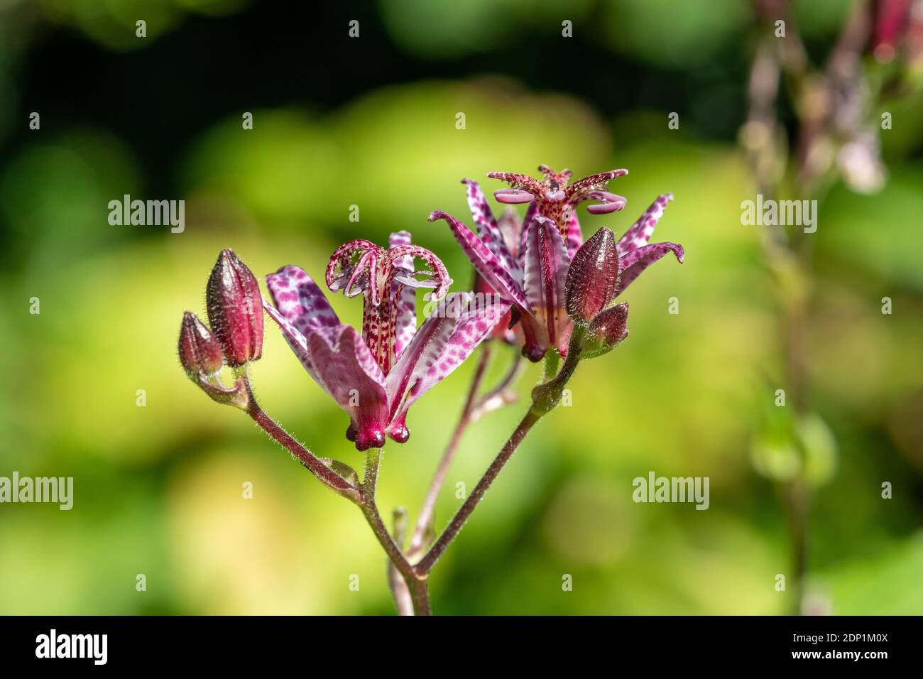 Close up of toad lily (tricyrtis hirta) flowers in bloom Stock Photo