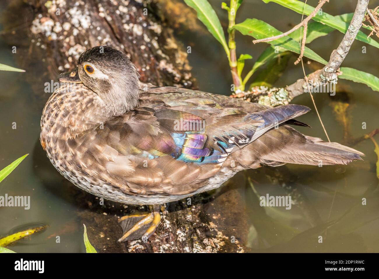 A young female wood duck displaying colorful feathers resting on a log submerged in water surrounded by aquatic plants on a sunny day at the wetlands Stock Photo