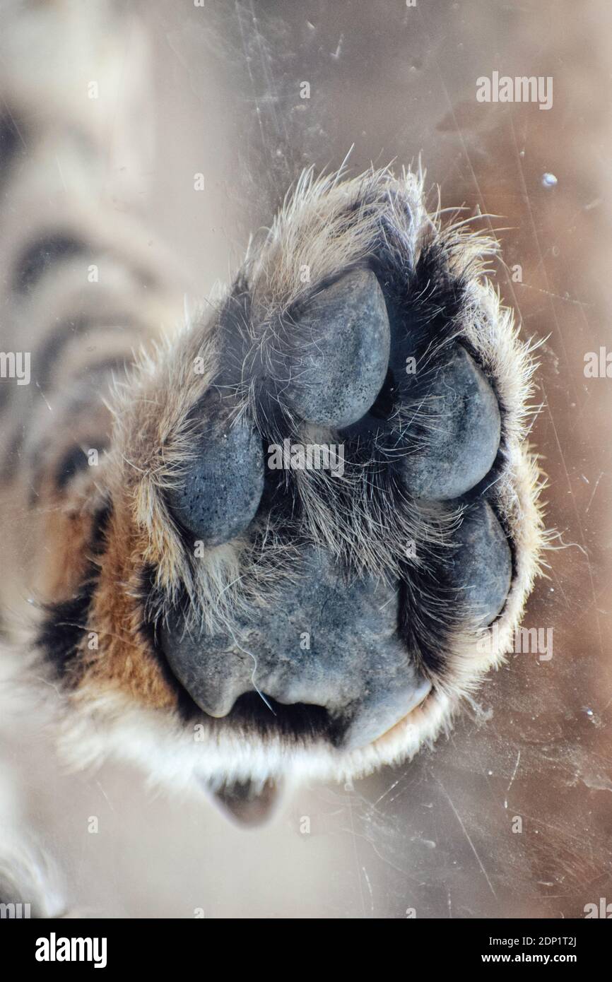 Perfekt aritmetik Uden Close-up Of A Cheetah Paw Stock Photo - Alamy